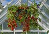 6 fruits délicieux que vous pouvez cultiver dans des paniers suspendus