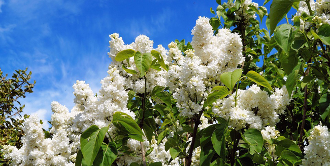 4 arbustes à grappes fleuries à cultiver au jardin￼ - Jardin de Grand Meres