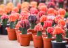 Comment cultiver et soigner le cactus lune