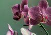 Orchidée : comment la faire durer ?