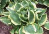 6 différents types de Hostas