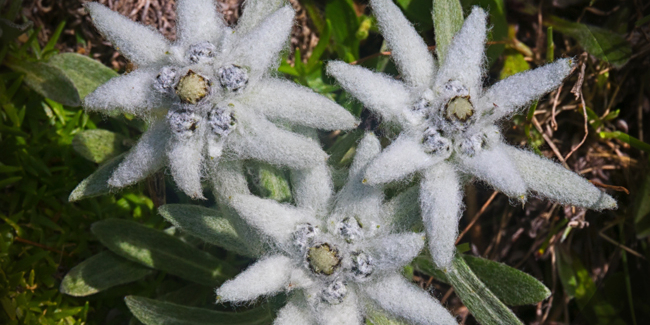 Edelweiss : plantation, floraison et entretien de l'étoile d'argent￼ -  Jardin de Grand Meres