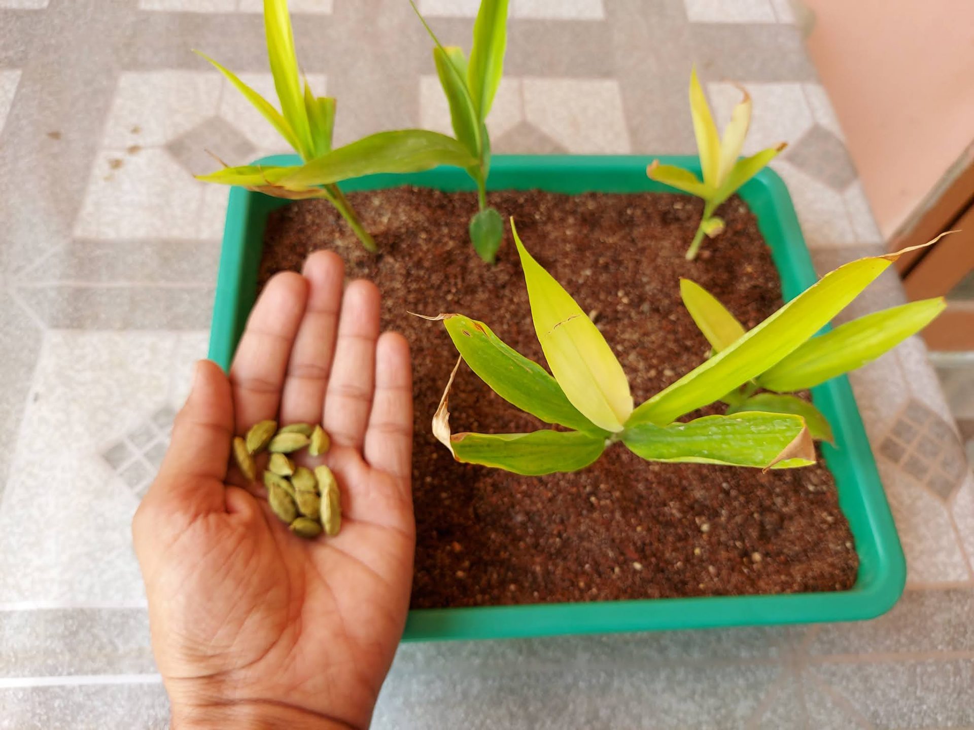 Comment cultiver un plant de cardamome en pot ? Jardin de Grand Meres