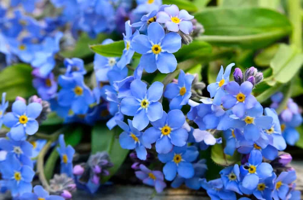 5 différents types de myosotis Jardin de Grand Meres