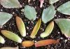 Les 8 erreurs les plus courantes en matière de propagation des succulentes