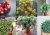 Les 5 Sedums les plus populaires que vous pouvez cultiver comme plantes d’intérieur