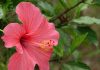 Hibiscus : 8 astuces pour prendre soin de sa plante d’intérieur