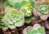 7 des plus belles succulentes Roseum que vous pouvez cultiver !