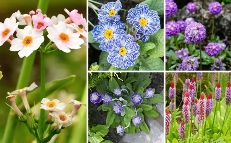 11 différents types de plantes de primevère - Jardin de Grand Meres