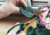 10 plantes que vous pouvez faire pousser à partir de boutures (FACILE)