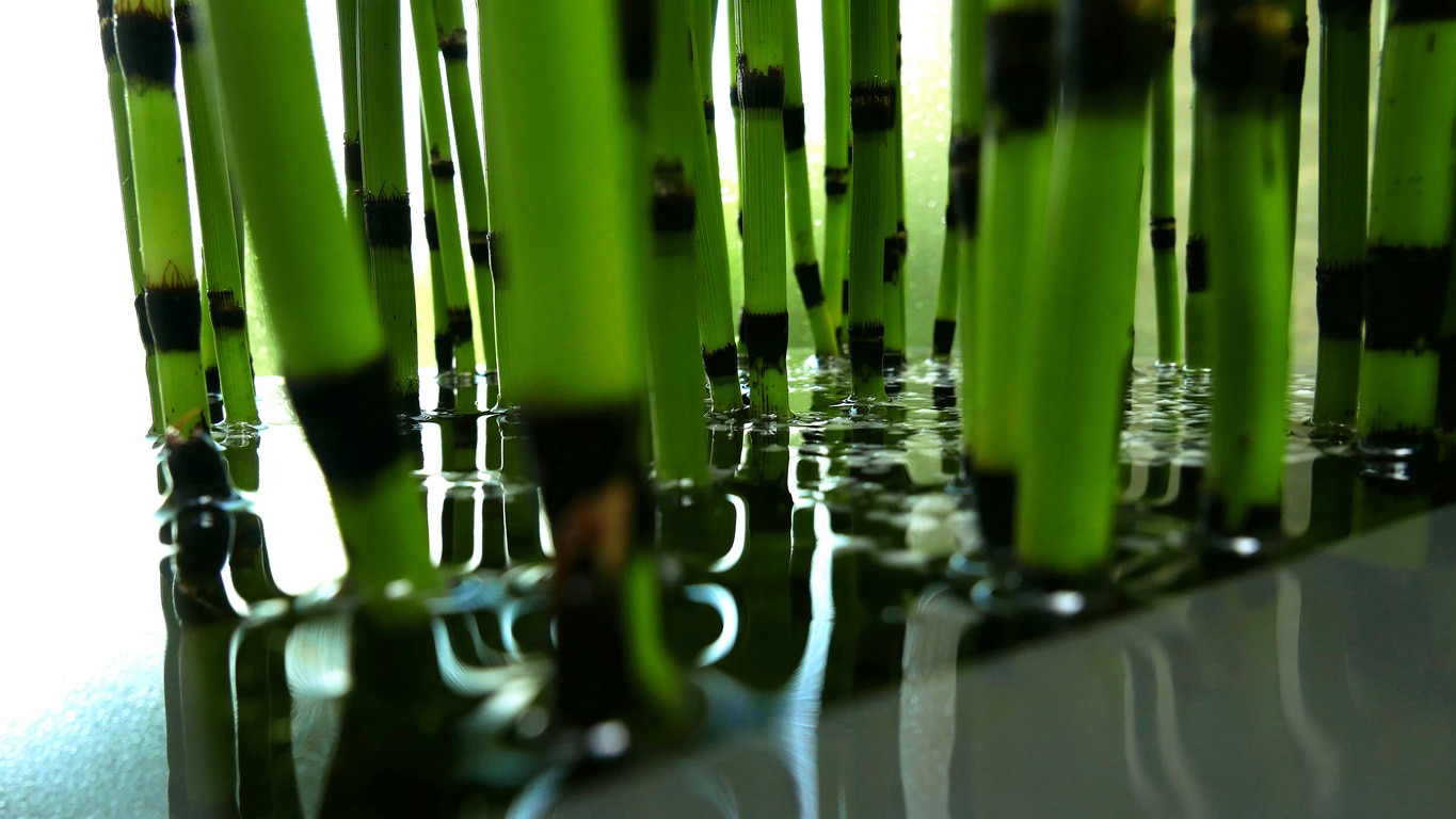 Horsetail planting, cultivation and care Jardin de Grand Meres