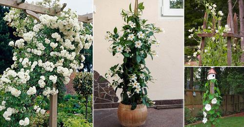 16 Meilleures vignes avec des fleurs blanches | Plantes grimpantes avec des fleurs  blanches - Jardin de Grand Meres