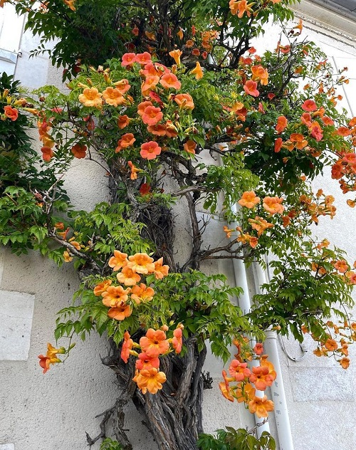 10 meilleures plantes et vignes grimpantes à fleurs orange - Jardin de  Grand Meres