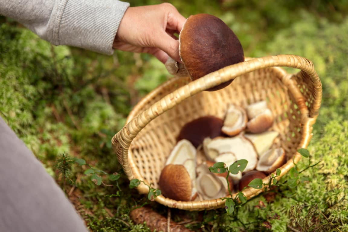les 6 simples façons de conserver les champignons Jardin de Grand Meres