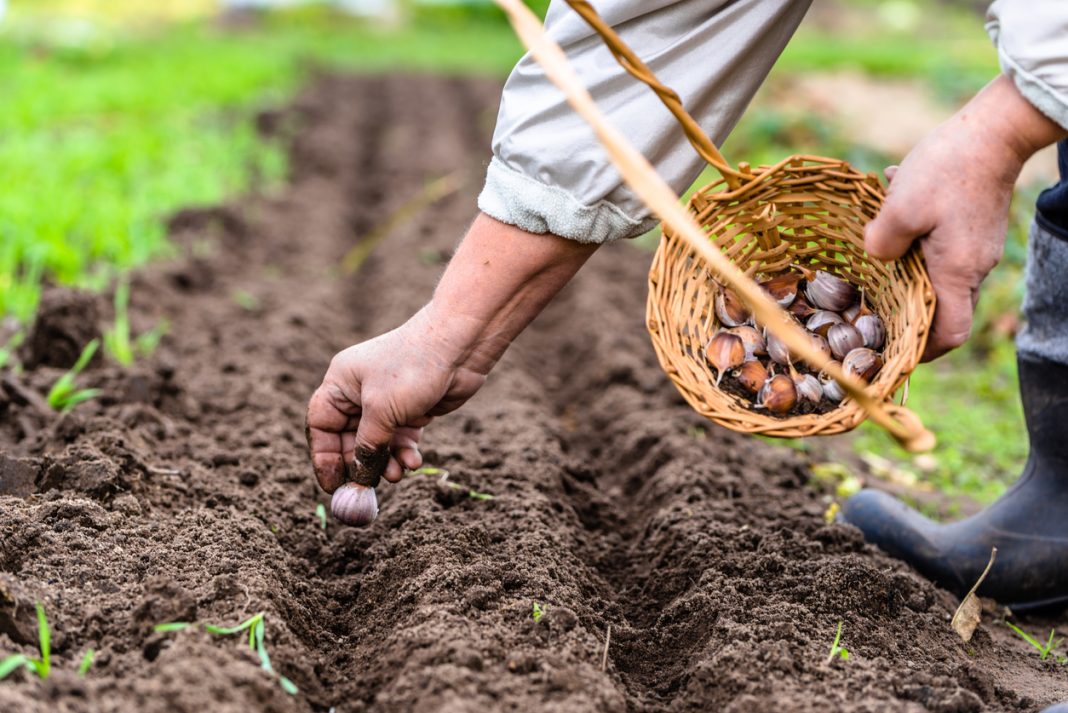 Ail Faire Pousser De L Ail Avec La Lune Jardin De Grand Meres