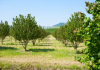 Noyers : plantation, taille et entretien
