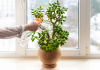 Comment obtenir de grandes et luxuriantes plantes de jade