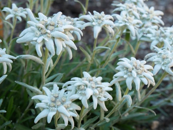 Perce-neige : plantation, floraison et soins de l'étoile argentée - Jardin  de Grand Meres