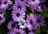 10 belles annuelles à floraison printanière