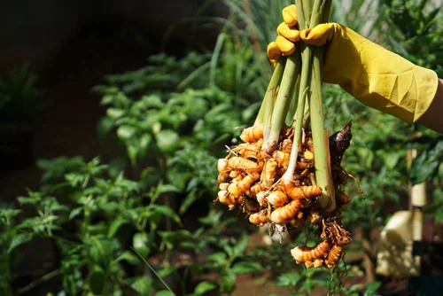 Culture Du Curcuma En Pot Soins Utilisations Et Avantages De La