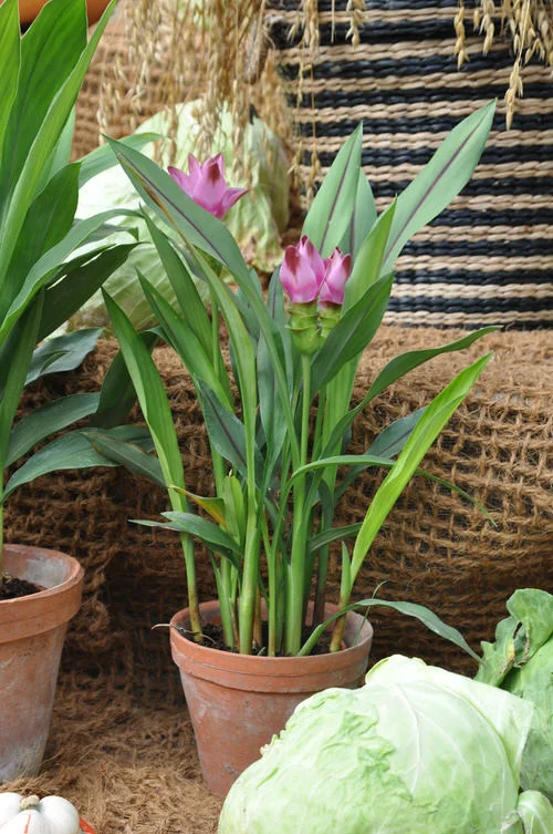 Culture Du Curcuma En Pot Soins Utilisations Et Avantages De La