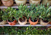 Oliviers en pot : comment les cultiver et les entretenir ?