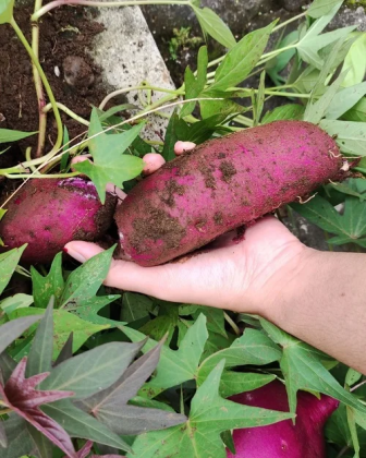 20 légumes violets à cultiver dans votre jardin - Jardin de Grand Meres