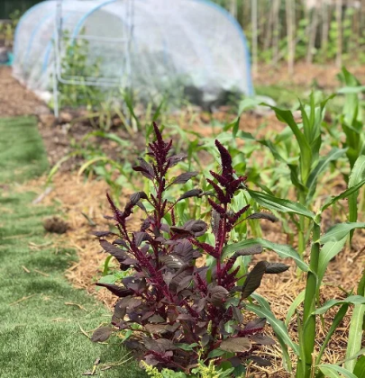 20 légumes violets à cultiver dans votre jardin - Jardin de Grand Meres
