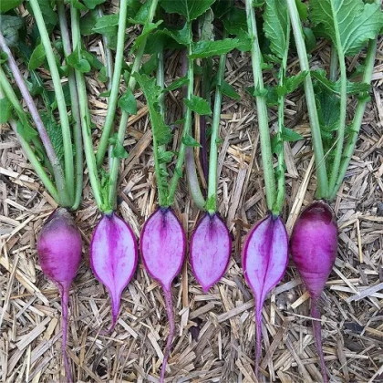 20 légumes violets à cultiver dans votre jardin - Jardin de Grand Meres