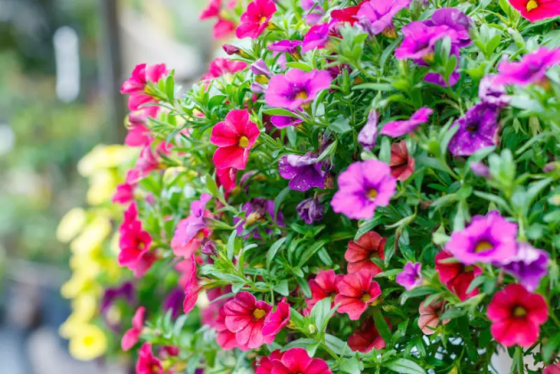 17 plantes annuelles en plein soleil qui fleuriront tout l'été - Jardin