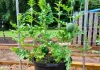 Cultiver des pastèques en pots | Comment cultiver des pastèques verticalement en pots ?