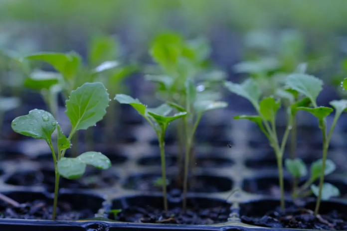 Comment Planter, Cultiver Et Récolter Le Brocoli - Jardin De Grand Meres