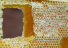 La cire d’abeille : 4 façons de l’utiliser au quotidien