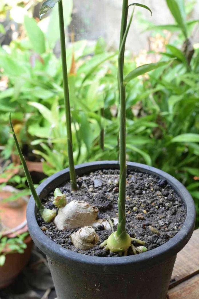 Comment cultiver du gingembre en pot Cultiver du gingembre à l