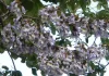 Paulownia : plantation et entretien de ce bel arbre violet