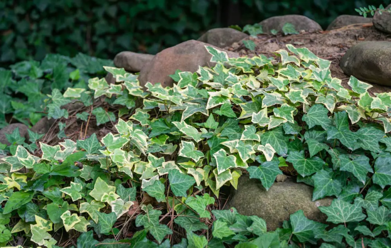 Comment Se D Barrasser Du Lierre Anglais Et Autres Plantes Couvre Sol Envahissantes Jardin