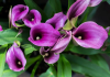 Ajouter de la couleur à l’été : Conseils pour la floraison du Calla Lily