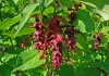 L’arbre aux faisans (Leycesteria formosa) : tout ce qu’il faut savoir sur cet arbuste méconnu