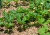 Comment tailler et pincer les citrouilles pour éviter qu’elles n’envahissent votre jardin