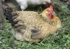 7 façons pour obtenir plus d’œufs de vos poules