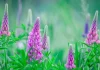 Lupin : plantation, floraison et entretien