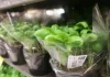 Comment tailler le basilic pour obtenir des plantes de basilic grandes et touffues (avec photos)
