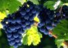 La Culture des Vignes : Un Guide Complet pour Récolter de Belles Grappes de Raisin dans Votre Jardin »