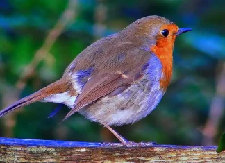 « 14 Oiseaux à Observer dans Votre Jardin en Automne »