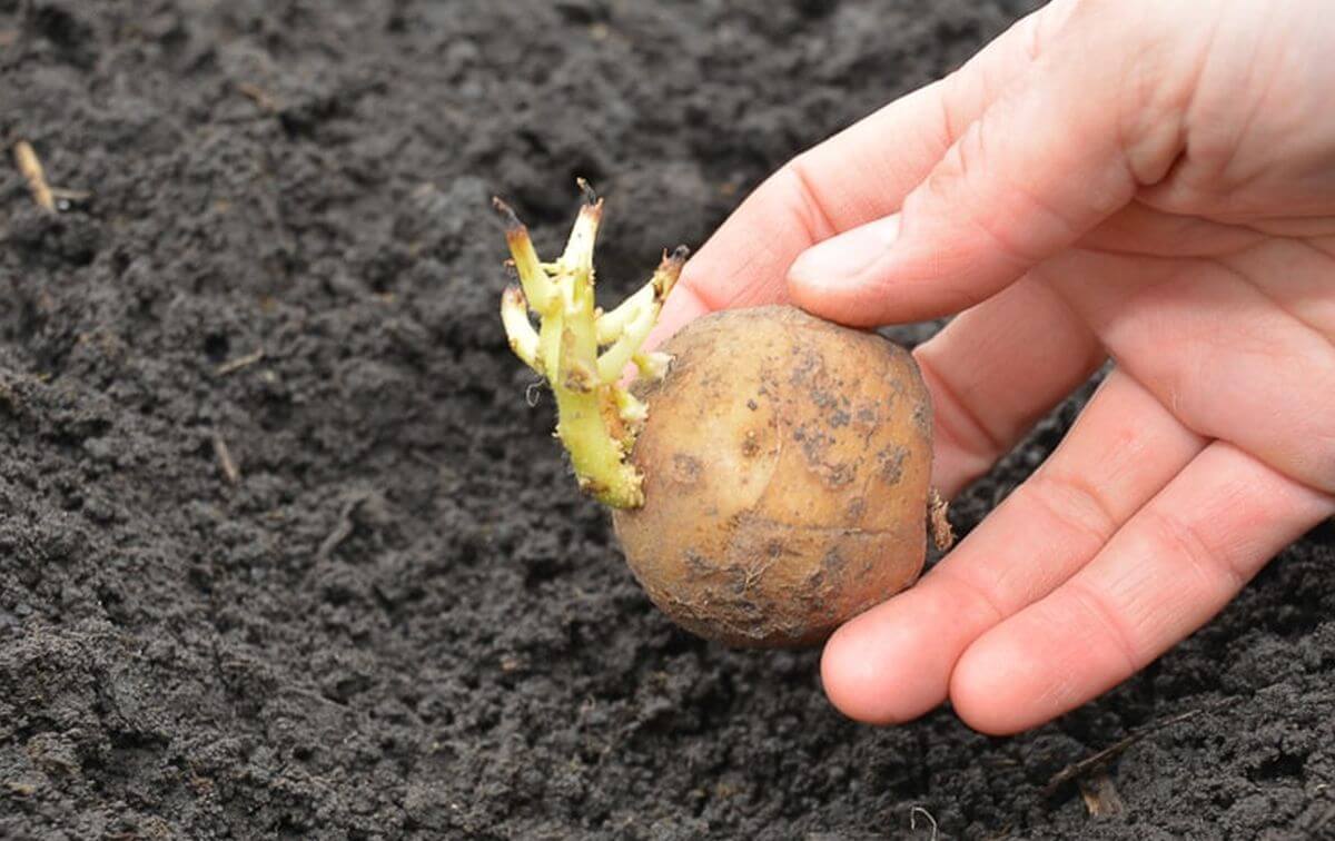 Quand Et Comment Cultiver Des Pommes De Terre Dans Votre Jardin ...