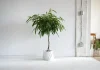 8 Types de Plantes Ficus d’Intérieur | Les Meilleurs Arbres Ficus pour la Maison