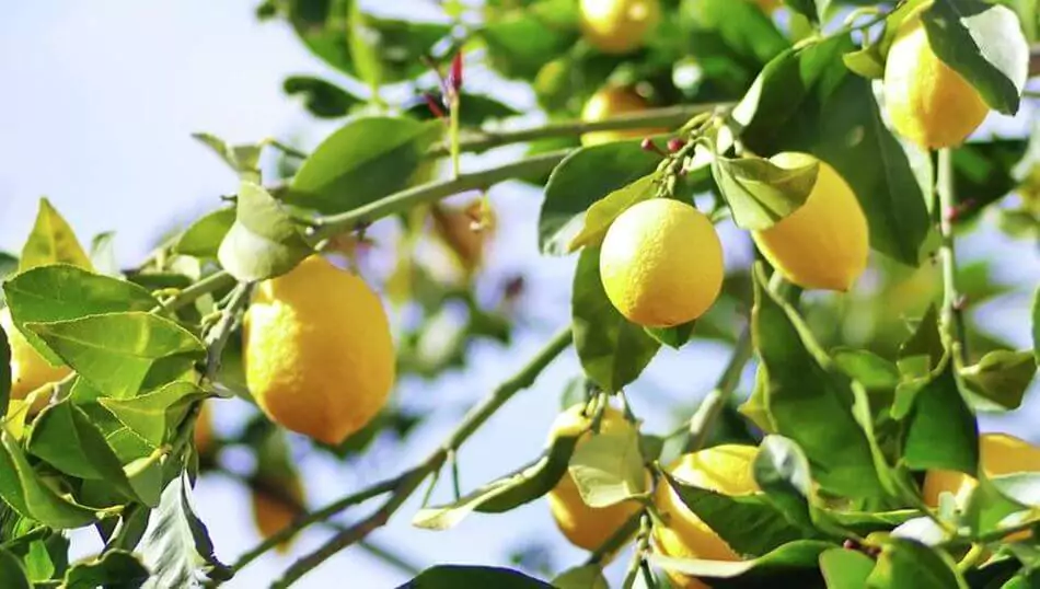 Faire Pousser un Citronnier à Partir de Pépins : Guide Étape par Étape