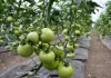 Espalier Tomatoes – La seule façon dont je cultiverai jamais des tomates à nouveau