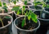 Guide Pratique : Quand et Comment Démarrer vos Semis de Tomates pour une Récolte Abondante