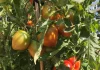 Compagnonnage : 7 combinaisons harmonieuses de légumes pour un potager florissant
